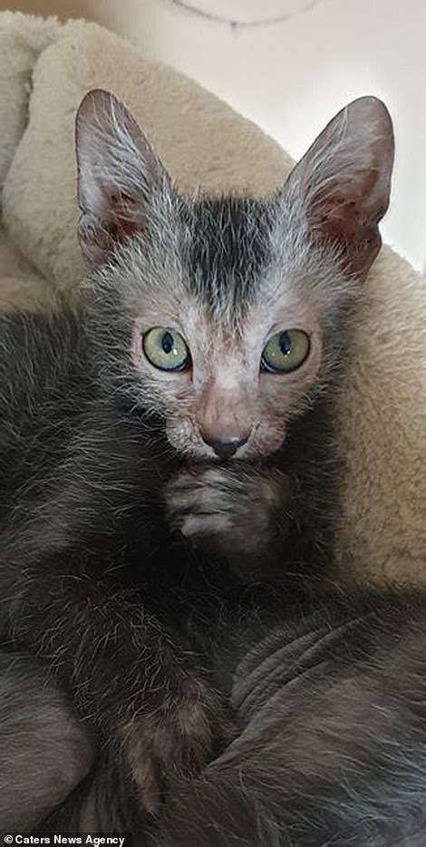 Howl Tastic Revealing The Fierce ‘werewolf Kittens Bred By A Unique