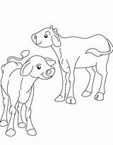 Coloring Ox Calf Two Popular Pages Bestcoloringpages sketch template