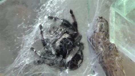 jumping spider sling care youtube