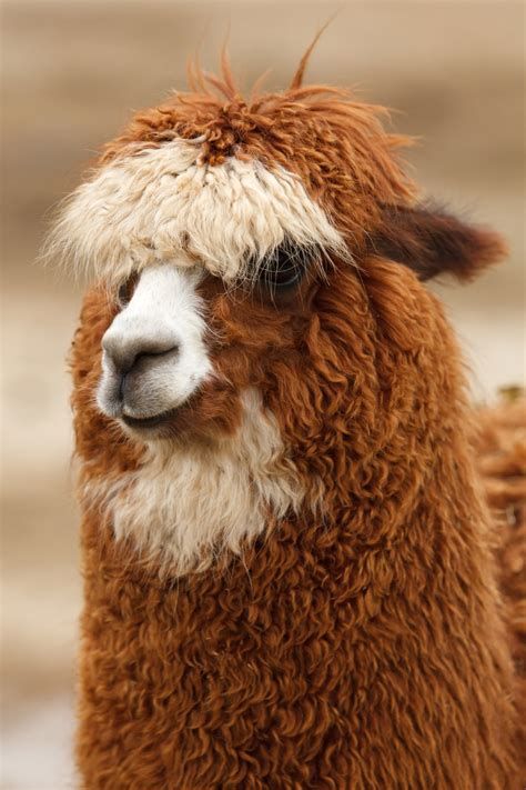 Brown And White Llama Free Image Peakpx