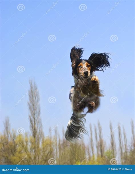 flying dog stock image image  life happy excited