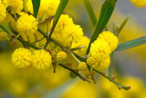 france animation mimosa  cavalaire