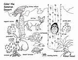 Biome Sonoran Ecosystem Exploringnature Desierto sketch template