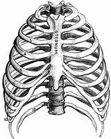 Rib Cage Human Ribs Thorax Drawing Skeleton Anatomy Clipart Bones Sternum Reference Heart Cliparts Body Drawings Etc Skull Peeling Getdrawings sketch template