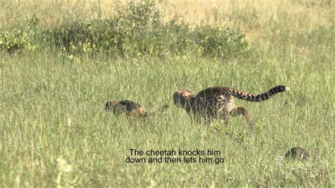 cheetah chasing  jackal youtube