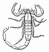 Insetti Scorpione Invertebrati Animali sketch template