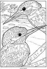 Kleurplaten Parkiet Kleurplaat Kingfisher Exotic Dover Parkieten Publications Doverpublications Downloaden Uitprinten sketch template