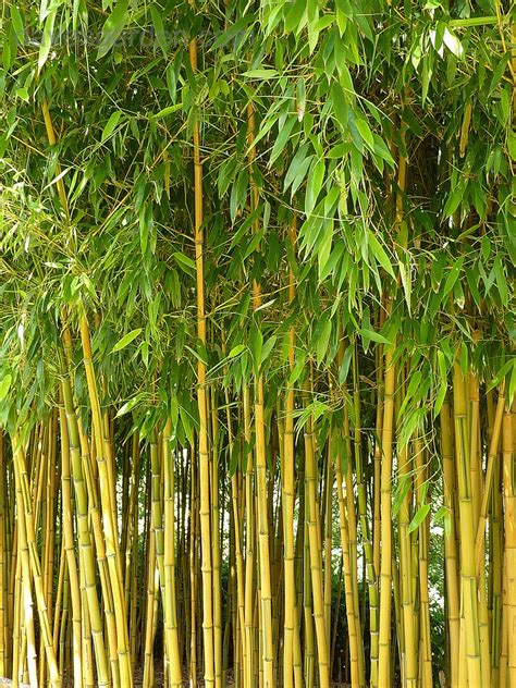 plantfiles pictures yellow grove bamboo yellow groove bamboo