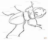 Beetle Coloring Stag Draw Drawing Tutorials Getcolorings Pages Color Western Butterfly Step Beatle sketch template