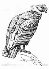Condor Kleurplaat Coloring Animal Vulture Printable Drawings Painting Pages Edupics Kleurplaten Large sketch template