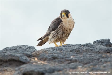 image stock photo barbary falcon diet thomas reich bilderreich