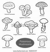 Fungi Poisonous sketch template