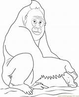 Gorilla Coloring Western Coloringpages101 Pages sketch template