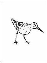 Pages Sandpiper Coloring Drawing sketch template