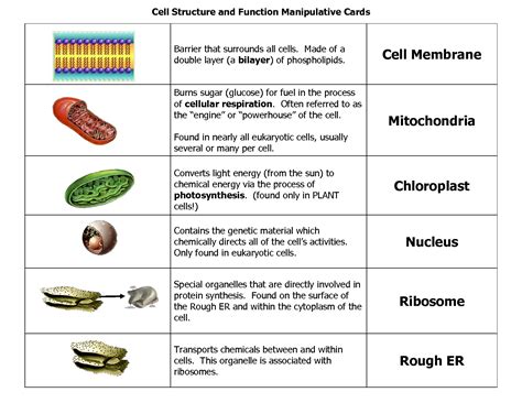 parts   cell   function