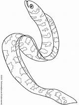 Eel Coloring Pages Kids sketch template