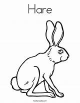 Coloring Hare Arctic Pages Colouring Template Rabbit Popular Bunny Twistynoodle Change sketch template