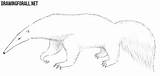 Anteater Draw Drawingforall Ayvazyan Stepan sketch template
