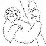Sloth Clipart Outline Colouring Sloths Rainforest Designlooter Sketchite sketch template