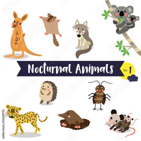 nocturnal animals cartoon  white background set  buy  stock