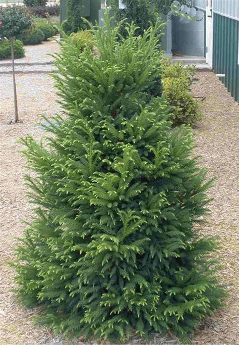 plant preview dwarf evergreen trees plants landscaping plants