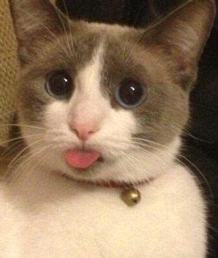 cat  tongue  meme karey stroud