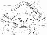 Crab sketch template