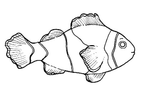 outline   clown fish clip art library