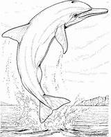 Delfines Pintar sketch template