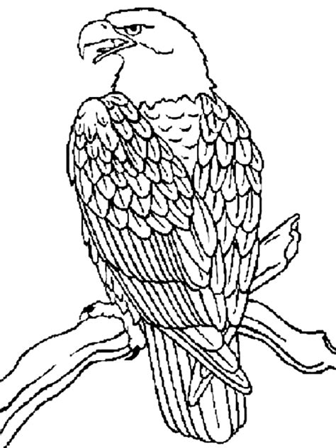 coloring page eagle  bird coloring pages printable coloring pages