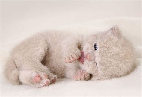 Soft Kitten