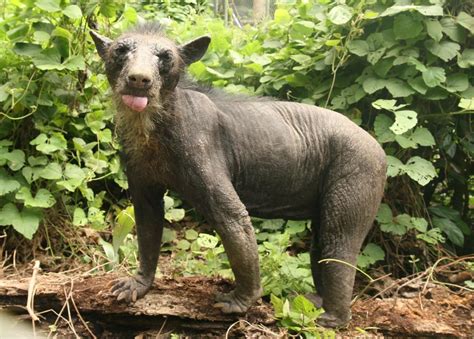 hairless bear mirror