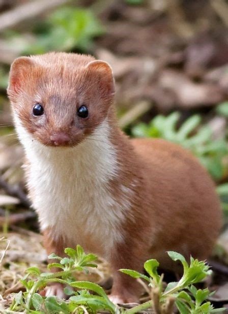 get stoked for these insanely adorable 14 stoats