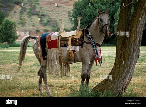 appaloosa caballo en plena nez perce indian regalia vestidos de mujer