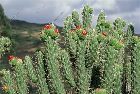 bestellen bluehender kaktus bluehender kaktus  freier wildbahn