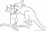 Kangaroo Fighting Coloring Coloringpages101 Pages sketch template