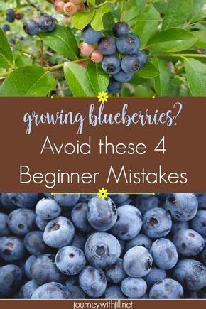 growing blueberries avoid  beginner mistakes growing
