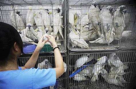Denr 12 Warns Against Wildlife Trade The Manila Times