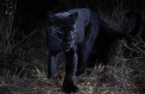 african black leopard photographed   st time    years