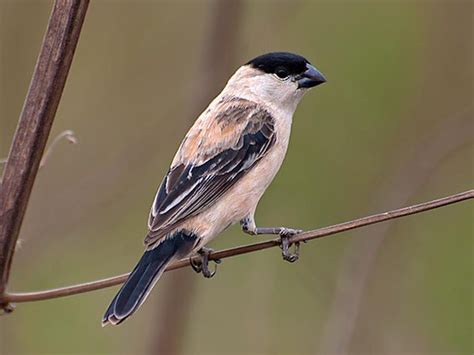 pearly bellied seedeater sporophila pileata by dario