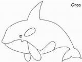 Orca Killer Coloringhome Orcas sketch template