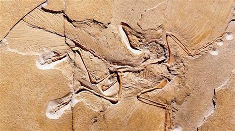 dinosaur  bird  study restores famed fossil  bird branch