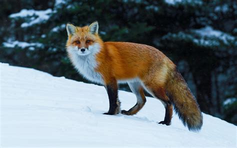 animals nature fox wildlife snow wallpapers hd desktop  mobile