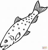 Salmon Coloring Pages Printable Fish Color Supercoloring Compatible Tablets Ipad Android Version Click Online sketch template