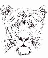 Lioness Coloriage sketch template