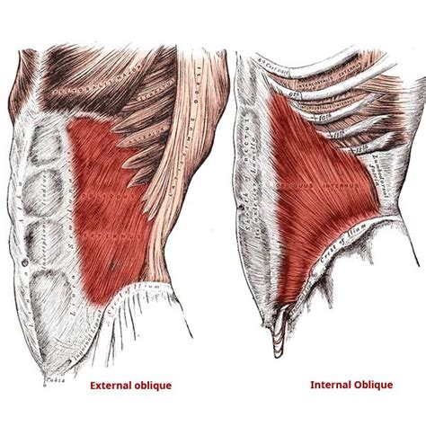 internal  external obliques anatomy origin insertion actions  wellness digest