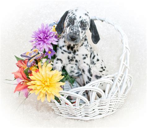 cute dalmatian puppy stock photo royalty  freeimages