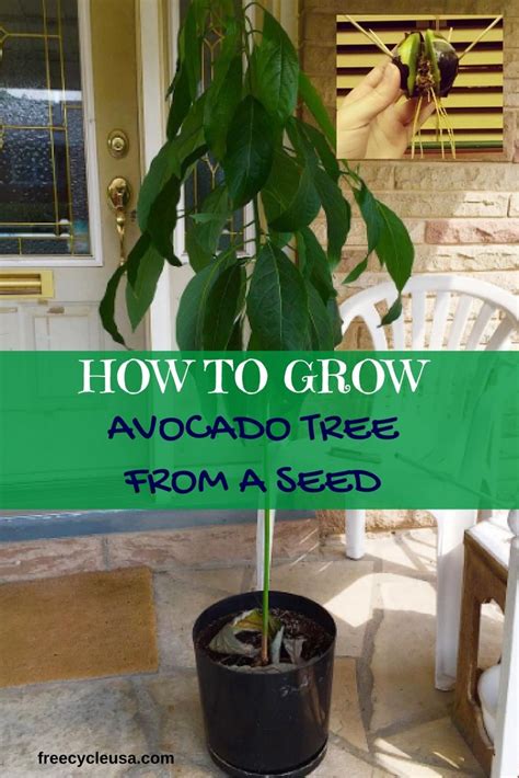 grow  avocado tree  seed   grow plants pinterest