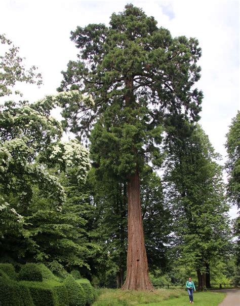 sequoiadendron gigantum gardensonline