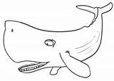 Coloring Whale Whales Pages Sperm sketch template